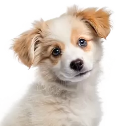 Imagen PNG para descargar